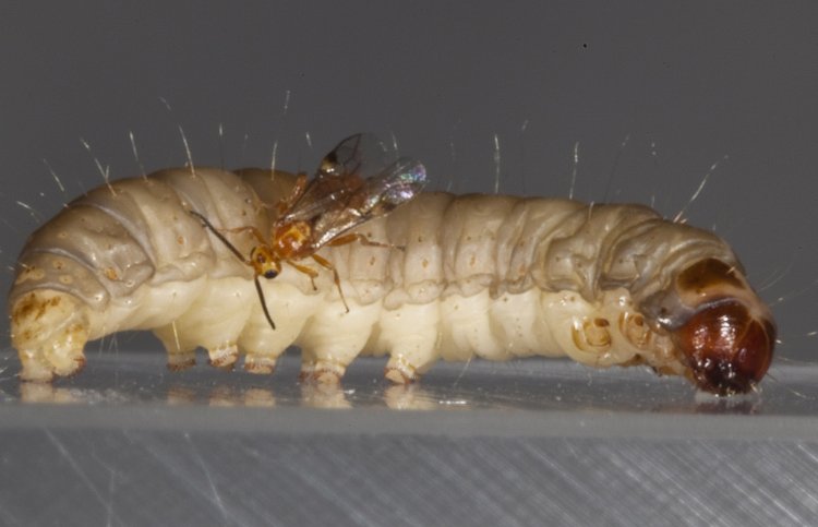 Габробракон атакует огневку. Фото Виктора Глупова