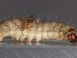 Габробракон атакует огневку. Фото Виктора Глупова