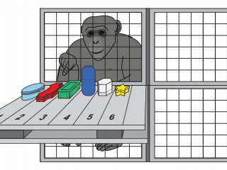 Рабочая память шимпанзе похожа на нашу
