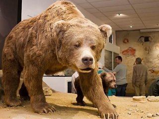 Этрусский медведь из крымской пещеры