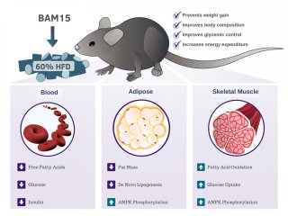 Разработан препарат на основе белка BAM15 для лечения ожирения