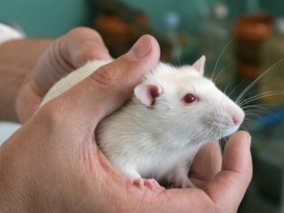 Блокировка рецепторов мозга вызвала у крыс состояние психоза