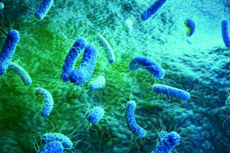 Новый класс антибиотиков убивает широкий спектр бактерий