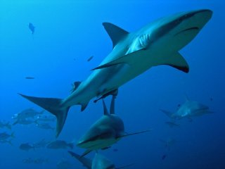 Стало больше акул и скатов: ученые о биоразнообразии холодных морей