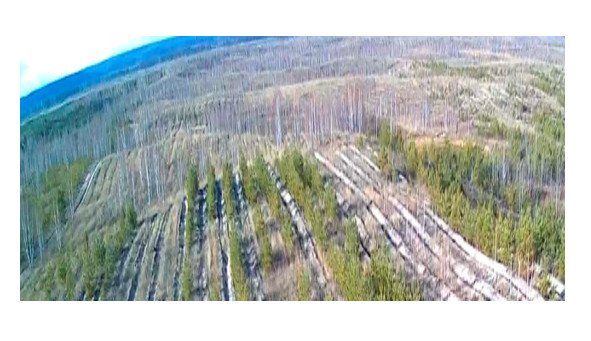 Ученые проектируют карбоновую ферму, поглощающую выбросы углекислого ...