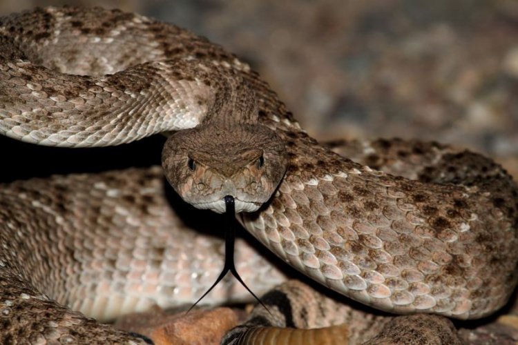 Ученые выясняют, насколько скользкие змеи разных видов