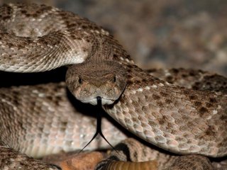 Ученые выясняют, насколько скользкие змеи разных видов
