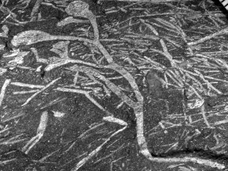 В Африке найдены окаменелости растений возрастом 400 миллионов лет