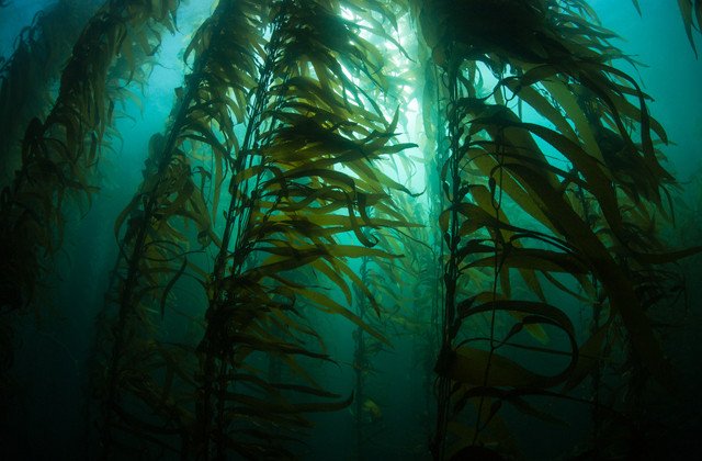 Подводный мир - водоросли