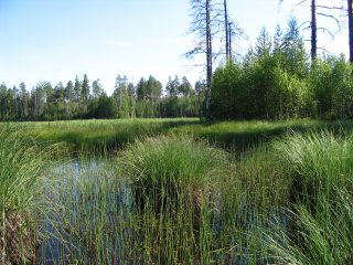 Низинное травяное приозерное болото. Фото: В.Л. Миронов, КарНЦ РАН.