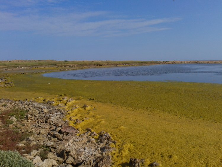 Озеро с матами нитчатых зеленых водорослей. Источник: Николай Шадрин
