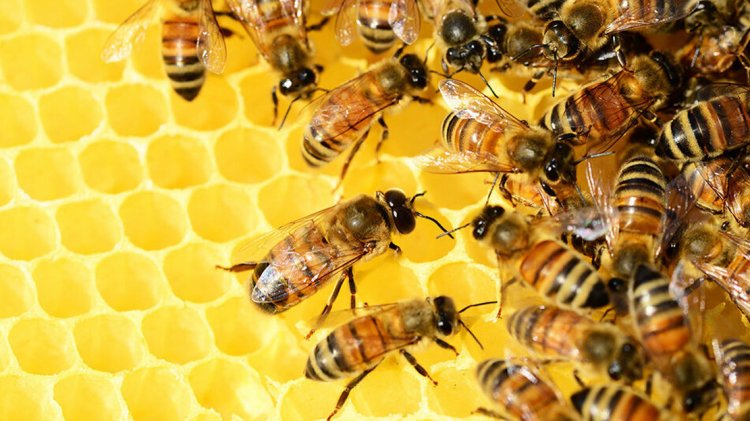 Пчелы и соты. Источник фото: pixabay.com, Комсомольская правда