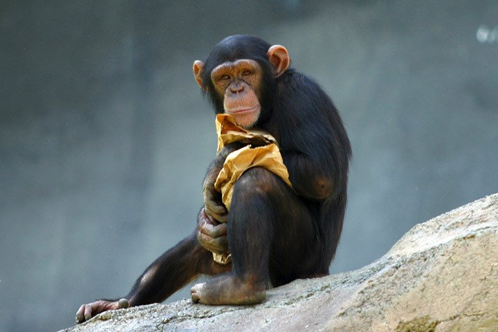 Зевать хотели: эмпатия у людей и обезьян