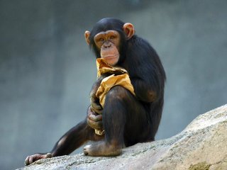Зевать хотели: эмпатия у людей и обезьян