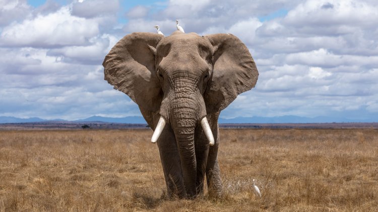 Дикие азиатские слоны могут решать головоломки, чтобы добывать пищу 