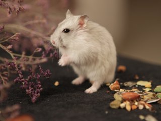 Мышь. Источник: Doina Gavrilov on Unsplash