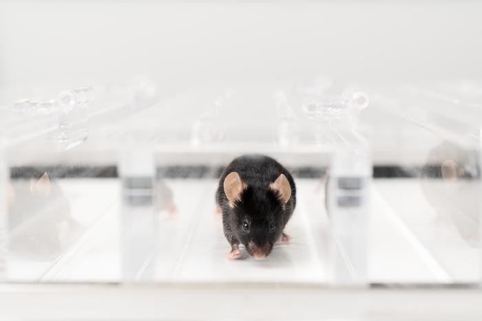 Новый метод исследования мышц позволит использовать меньше лабораторных животных 