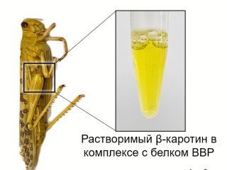 Иллюстрация ФИЦ Биотехнологии РАН