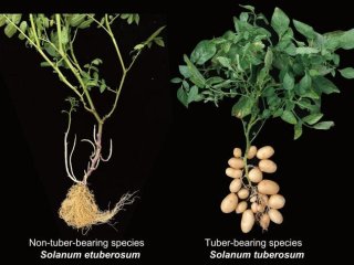 Неклубневые и клубневые виды растений картофеля. Фото: Yuxin Jia and Pei Wang / Cell Press