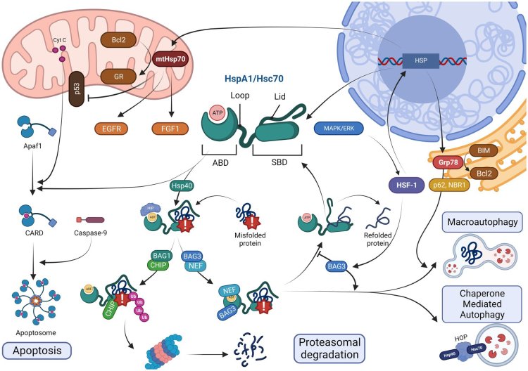Источник фото: Frontiers in Molecular Neuroscience