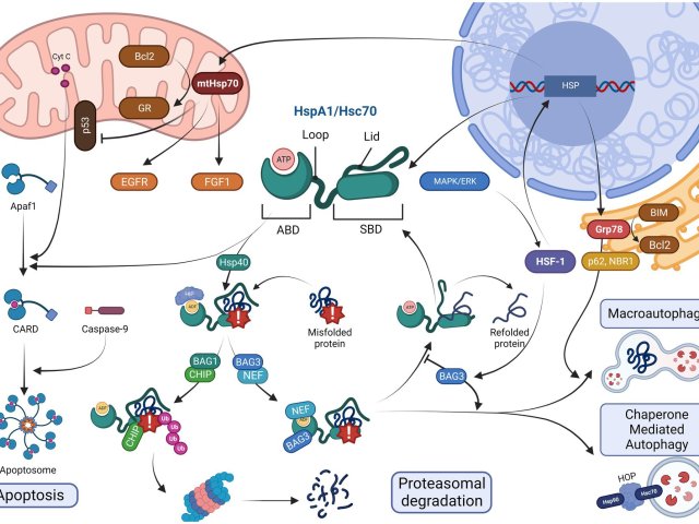 Источник фото: Frontiers in Molecular Neuroscience