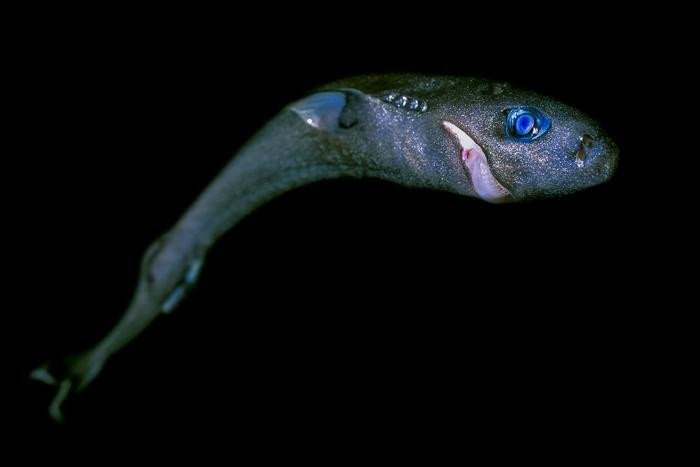 Карликовая акула (Euprotomicrus bispinatus) — второй по величине вид акул в мире и один из видов, которые могут пострадать от предполагаемой глубоководной добычи полезных ископаемых. Фото: Blue Planet Archive / Masa Ushioda