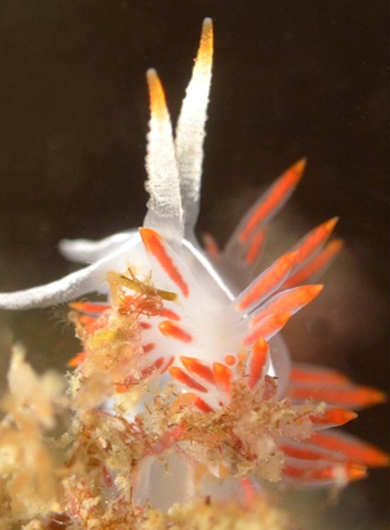 Portorchardia candela. Источник фото: Карин Флетчер