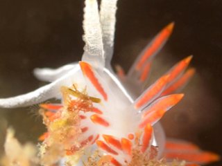 Portorchardia candela. Источник фото - Карин Флетчер