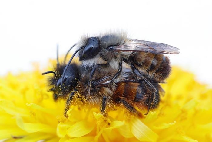 Спаривание самца и самки пчелы-каменщицы. Фото: Marie Louise Huskens / Uppsala University