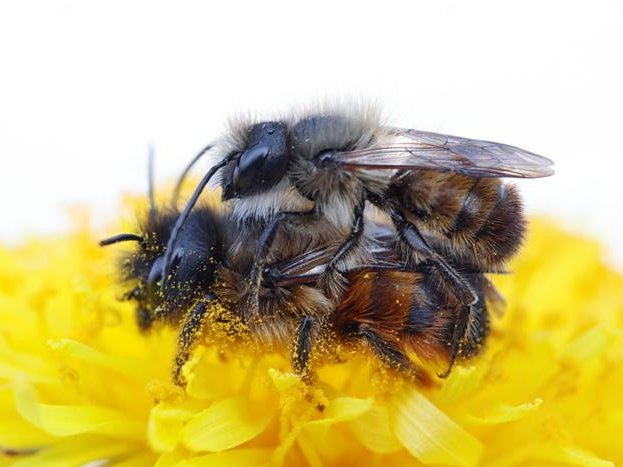 Спаривание самца и самки пчелы-каменщицы. Фото: Marie Louise Huskens / Uppsala University