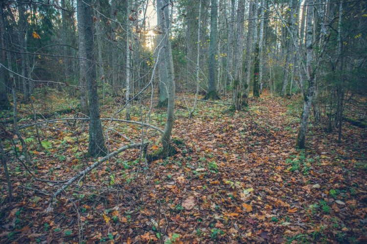 Участок хвойно-широколиственного леса в Центрально-Лесном заповеднике.Автор фото: Полина Енчилик
