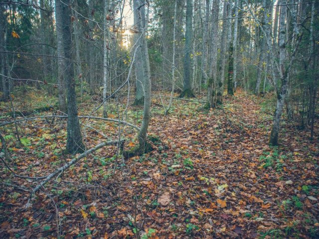 Участок хвойно-широколиственного леса в Центрально-Лесном заповеднике. Автор – Полина Енчилик