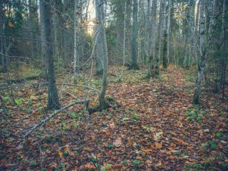 Участок хвойно-широколиственного леса в Центрально-Лесном заповеднике. Автор – Полина Енчилик
