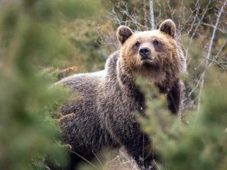 Фотография апеннинского бурого медведя крупным планом. Фото: Bruno D’Amicis / Molecular Biology and Evolution