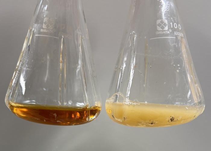 В колбах находятся культуры модифицированных бактерий до (слева) и после (справа) культивирования. Фото: TOMITA Itsuki / Kobe University