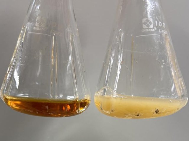 В колбах находятся культуры модифицированных бактерий до (слева) и после (справа) культивирования. Фото: TOMITA Itsuki / Kobe University