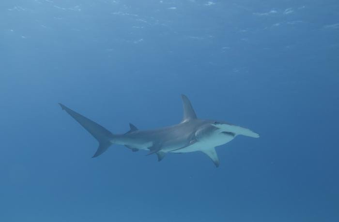 Исследователи из Университета Филадельфии изучают, как гигантские акулы-молоты «адаптируются к перепадам температур», сохраняя максимальную эффективность охоты в широком диапазоне температур воды.Фото: Florida International University/Yannis Papastamatiou