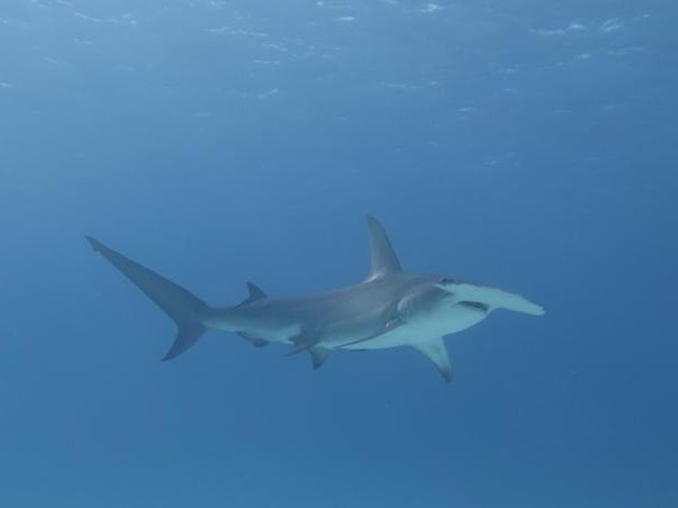 Исследователи из Университета Филадельфии изучают, как гигантские акулы-молоты «адаптируются к перепадам температур», сохраняя максимальную эффективность охоты в широком диапазоне температур воды.Фото: Florida International University/Yannis Papastamatiou