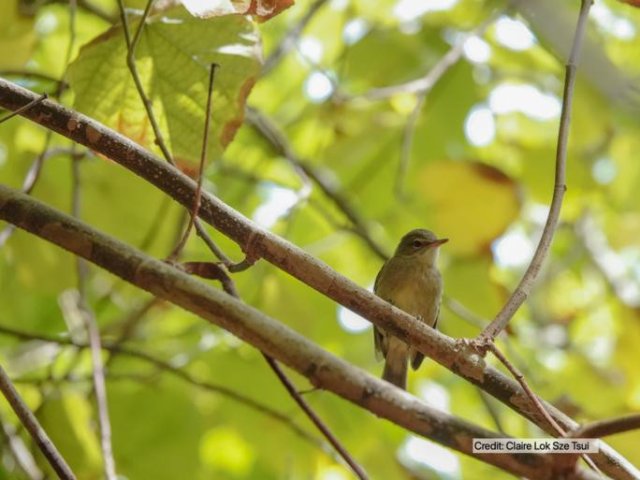 Исследование колонии сейшельских камышовок (на фото) показало, что они похожи на тех птиц, с которыми проводят больше всего времени. Фото: Claire Lok Sze Tsui, University of East Anglia