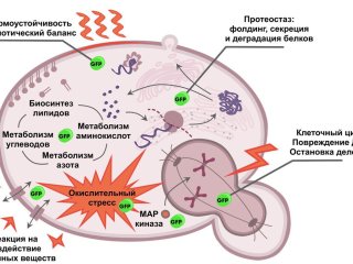 Схематическое изображение клеточных функций, за которые отвечают отобранные белки. Источник: Виктория Бидюк / ФИЦ Биотехнологии РАН