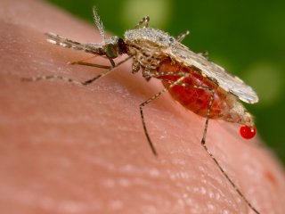 Новый вид комара не боится инсектицидов