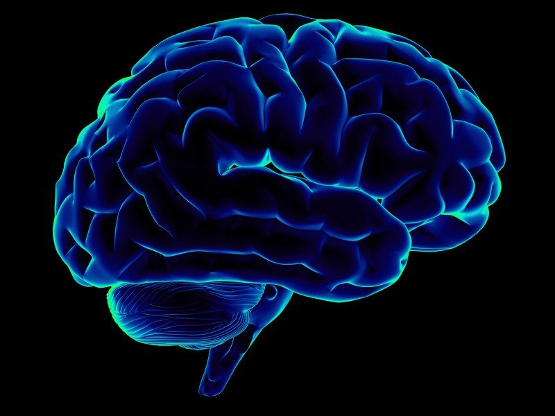 Картинки для презентации головной мозг