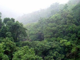 50% всего углерода, хранимого лесами Амазонии, содержится в 1% видов деревьев