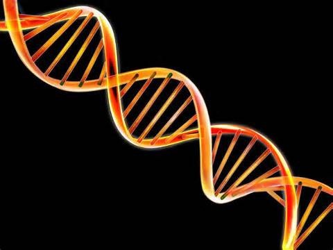 Ученые впервые наблюдали «перезагрузку» ДНК в гоноцитах
