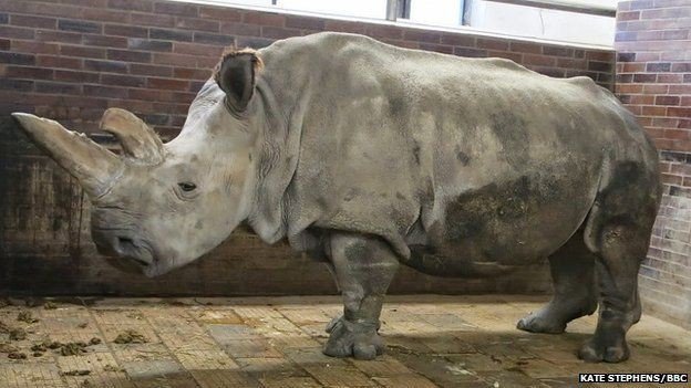 Умерла одна из пяти последних в мире представителей северного белого носорога