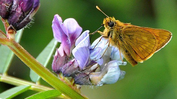 К 2050 году в Великобритании ожидают вымирание бабочек