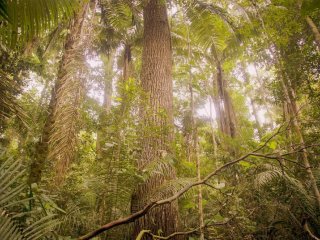 В амазонских джунглях больше половины видов деревьев под угрозой исчезновения