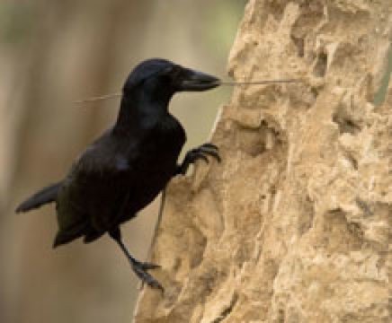 Видео: вороны Новой Каледонии изготавливают, используют и хранят сложные инструменты