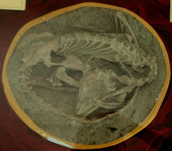 Динозавры из Люцзятунь, вероятно, утонули в грязи
