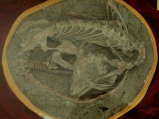 Динозавры из Люцзятунь, вероятно, утонули в грязи